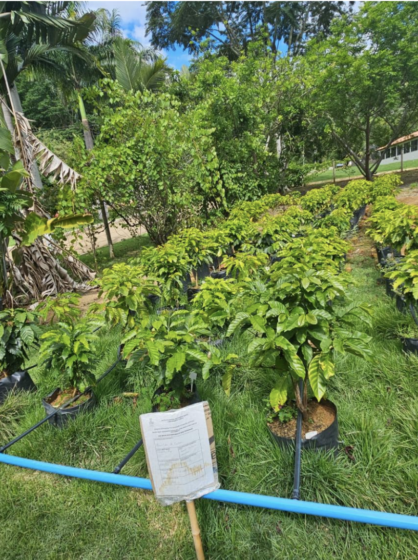 Captura de Tela 2025 12 10 as 17.08.39